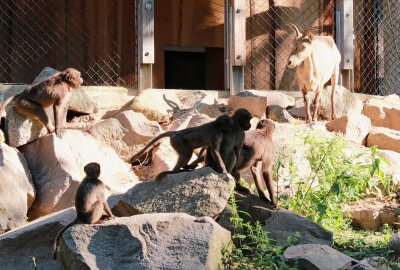 Diese weltweit einzigartige WG gibt es im Tierpark Chemnitz - Im Tierpark Chemnitz sind die beiden Anlagen der Dscheladas und der Westkaukasischen Steinböcke im Tierpark Chemnitz miteinander verbunden worden.Foto: Jan Klösters