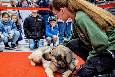 Dieses Chemnitzer Einkaufscenter lädt zu einem tierischen Tag - Tierheime suchen liebevolle Besitzer für ihre Vierbeiner. Foto: Chemnitz Center