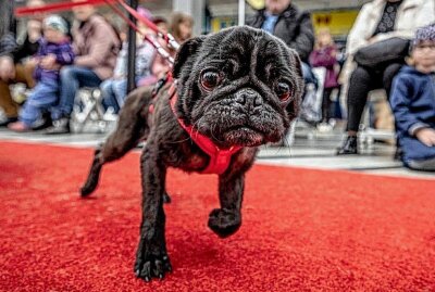 Dieses Chemnitzer Einkaufscenter lädt zu einem tierischen Tag - Tierheime suchen liebevolle Besitzer für ihre Vierbeiner. Foto: Chemnitz Center