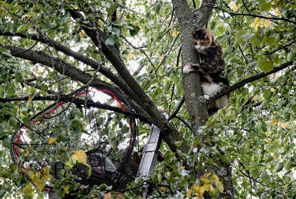 Drama auf dem Sonnenberg: Katze Evi steckt fest - Höhenrettung in Chemnitz: Feuerwehr im Katzenrettungs-Einsatz. Foto: Harry Härtel