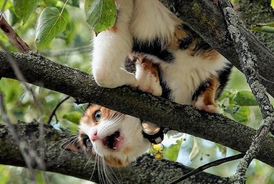 Drama auf dem Sonnenberg: Katze Evi steckt fest - Katze bleibt hartnäckig auf dem Baum. Foto: Harry Härtel