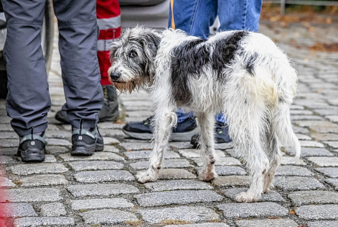 Drama in der Sächsischen Schweiz: Hund springt von Basteibrücke - Der Hund Fussel war am Donnerstagnachmittag bei den Basteibrücken 20 Meter in die Tiefe gesprungen. Foto: Marko Förster