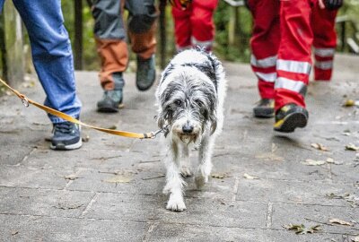 Drama in der Sächsischen Schweiz: Hund springt von Basteibrücke - Die Besitzer des Hundes sind Touristen aus Bayern. Foto: Marko Förster