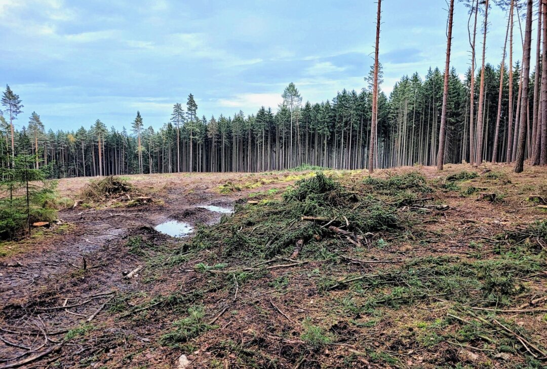 Dramatisches Waldsterben im Vogtland: Borkenkäfer greift an - Der Borkenkäfer vernichtet immer mehr Wald im Vogtland. Foto: Bert Schmieder / Pressebüro Repert