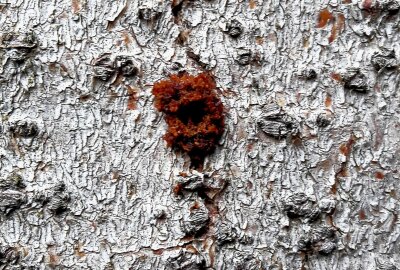 Dramatisches Waldsterben im Vogtland: Borkenkäfer greift an - Ines Bimberg: "Frischer Befall ist an braunem Bohrmehl auf der Rinde oder am Stammfuß erkennbar." Foto: Sachsenforst