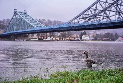 Dresden macht dicht: Altstadt mit Flutschutztoren vor Hochwasser geschützt - Das Blaue Wunder steht beinahe unter Wasser. Foto: xcitepress/Finn Becker