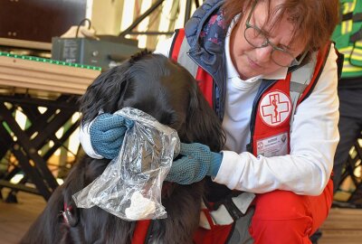 Ehrenamtliche Vermisstensuche: Wie Rettungsteams mit Hunden und Drohnen Leben retten - Hund Leila nimmt eine Geruchsprobe. Foto: Maik Bohn