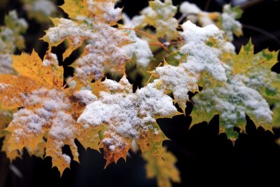 Ein erster Hauch von Winter - Nächste Woche zeigt sich der Frühwinter.