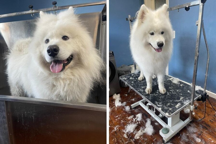 Ein Hund im Friseurfieber: Teddys haariges Abenteuer - Da der Sommer nun in voller Blüte steht und ich absolut keine Lust mehr hatte, stundenlang Teddys Unterwolle auszukämmen, entschied ich mich für eine Premiere: der erste Besuch beim Hundefriseur!