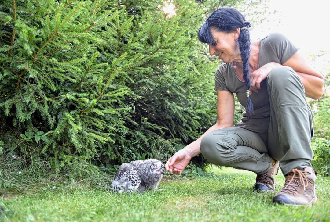 Ein Kilo leicht und noch im Junggefieder - Schneeeule: kleiner Star unter 40 Greifen - Eine heranwachsende Schneeeule ist aktuell der Star des Adler- und Falknerhofes in Augustusburg. das 1-Kilo-Federbündel entdeckt die Welt, Antje Löbel ist die Greifvogel-Mutti. Foto: Christof Heyden