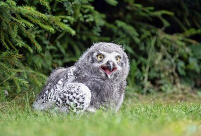 Ein Kilo leicht und noch im Junggefieder - Schneeeule: kleiner Star unter 40 Greifen - Eine heranwachsende Schneeeule ist aktuell der Star des Adler- und Falkenhofes in Augustusburg. das 1-Kilo-Federbündel entdeckt die Welt, spielt mit Ästen. Foto: Christof Heyden