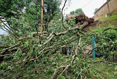 Ein Meteorologe klärt auf: Unwetter mit Verwüstung und Schwerverletzten in Chemnitz aus diesem Grund - Am vergangenen Freitag stürzte ein Baum durch das Unwetter auf ein Haus. Ein Mann musste durch die Feuerwehr befreit werden. Foto: Harry Härtel