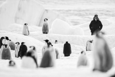 Eine besondere Taxifahrt: Das sind die Heimkino-Highlights der Woche - Bei "Rückkehr zum Land der Pinguine" setzt der Biologe und Filmemacher Luc Jacquet anders als beim ersten Film vor knapp 20 Jahren auf Schwarzweiß-Bilder.