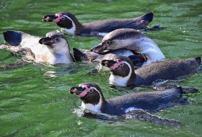 Eine Chemnitzerin und ihre besonderen Momente mit den Tieren - Durch Besuche des Tierparks wurde sie auf die Tierpatenschaften, die man dort abschließen kann, aufmerksam. Foto: Maik Bohn