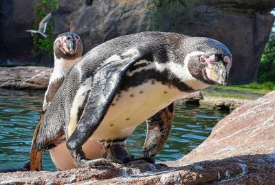 Eine Chemnitzerin und ihre besonderen Momente mit den Tieren - Durch Besuche des Tierparks wurde sie auf die Tierpatenschaften, die man dort abschließen kann, aufmerksam. Foto: Maik Bohn