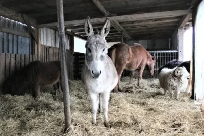 Eis essen für den guten Zweck: Chemnitzer Pflegezentrum spendet Erlöse an Tierfarm - Der Erlös geht an den Gnadenhof in Lichtenau: Die Garnsdorfer Tierfarm.