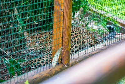 Endlich wieder die kleinste Großkatze im Auer Tiergarten "Zoo der Minis" - Neuer Chinesischer Leopard Julius im Zoo der Minis Aue. Foto: Georg Ulrich Dostmann