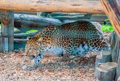 Endlich wieder die kleinste Großkatze im Auer Tiergarten "Zoo der Minis" - Neuer Chinesischer Leopard Julius im Zoo der Minis Aue. Foto: Georg Ulrich Dostmann