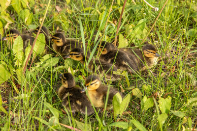 Die Küken im Gras. Foto: Andre März