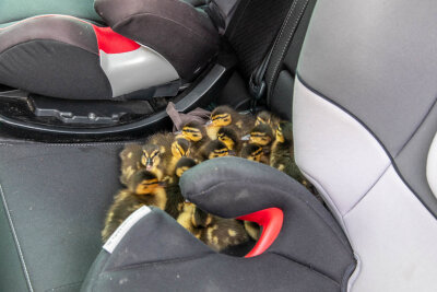 Unangeschnallt ging es vom Verkehr weg. Foto: Andre März