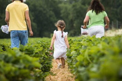 Erdbeeren selber pflücken: So gelingt das Familien-Erlebnis - Kinder freuen sich, wenn sie einen eigenen Erntekorb haben.