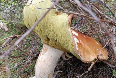 Erneuter Sensationsfund: Erzgebirgerin findet riesigen Steinpilz - Der Steinpilz hat einen Durchmesser von 26 Zentimeter. Foto: privat