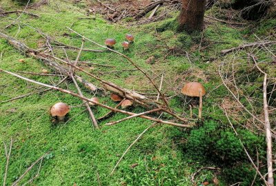 Erneuter Sensationsfund: Erzgebirgerin findet riesigen Steinpilz - Die Leidenschaft fürs Pilze sammeln hat sie von ihrem Opa geerbt. Foto: privat