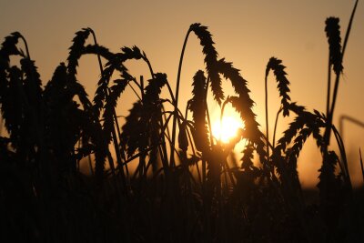 Ernteauftakt: Auch Landwirte rechnen mit Spätfrost-Schäden - Weizen steht auf einem Feld am Stadtrand, während die Sonne aufgeht.