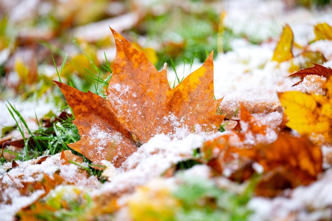 Erst stürmisch, dann kalt - Vielerorts hielten sich die bunten Blätter auch noch im November an den Bäumen. Nun zerrt der Sturm sie herunter.