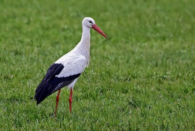 Erster Storch gesichtet: Ist der Frühling in Sicht? - In Glauchau wurde der erste Storch gesichtet. Foto: Andreas Kretschel