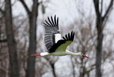 Erster Storch gesichtet: Ist der Frühling in Sicht? - In Glauchau wurde der erste Storch gesichtet. Foto: Andreas Kretschel