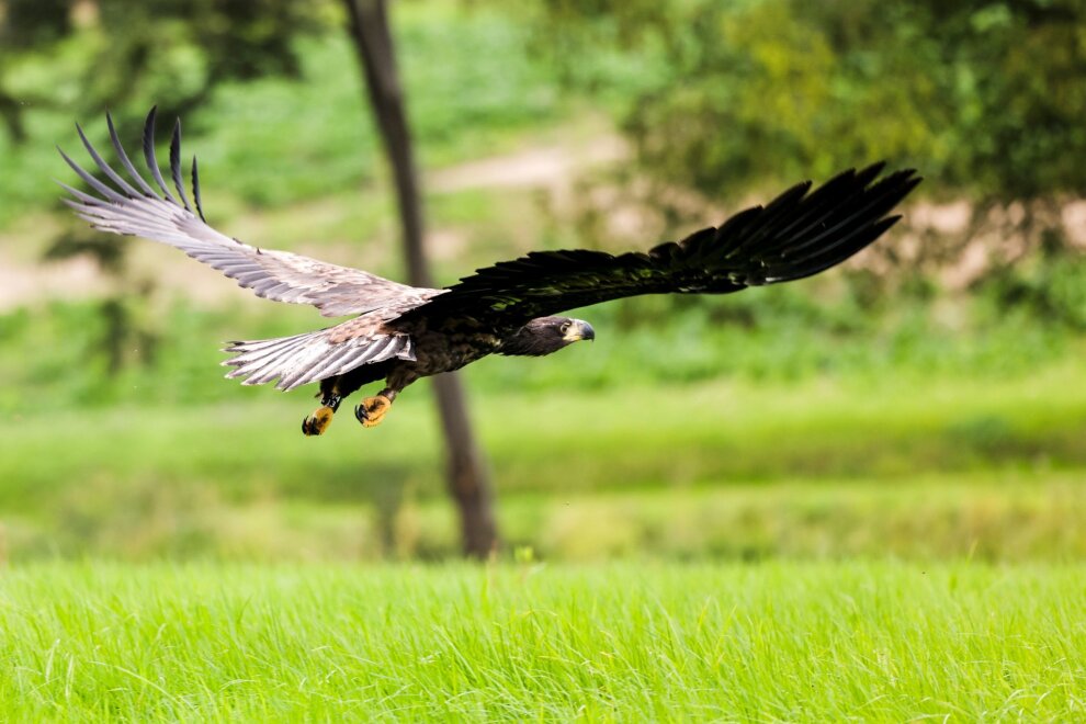 Es gibt wieder mehr Seeadler in Sachsen - Ein junger Seeadler fliegt.