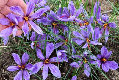 Fachleute ernten Safran in Sachsen und Thüringen - Violett blühende Safran-Krokusse (Crocus sativus). (Archivbild)