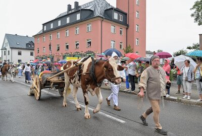 Festumzug in Lugau: 825 Jahre Stadtgeschichte auf zwei Kilometern - Ochse Henry war vor einen historischen Wagen gespannt. Foto: Ramona Schwabe