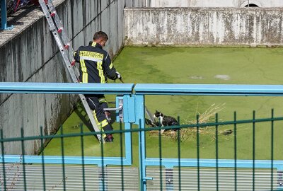 Feuerwehr in tierischem Einsatz: Stubentiger aus Überlaufbecken befreit - Eine Katze musste von der Feuerwehr gerettet werden. Foto: Sören Müller