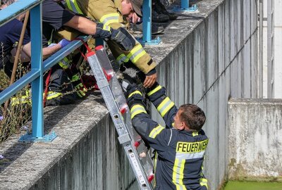 Feuerwehr in tierischem Einsatz: Stubentiger aus Überlaufbecken befreit - Eine Katze musste von der Feuerwehr gerettet werden. Foto: Sören Müller