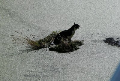 Feuerwehr in tierischem Einsatz: Stubentiger aus Überlaufbecken befreit - Eine Katze musste von der Feuerwehr gerettet werden. Foto: Sören Müller