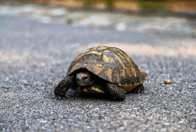 Feuerwehrmann rettet hochbetagte Schildkröte in Aue - Diese Schildkröte begab sich unerlaubt auf Wanderschaft. Foto: Niko Mutschmann