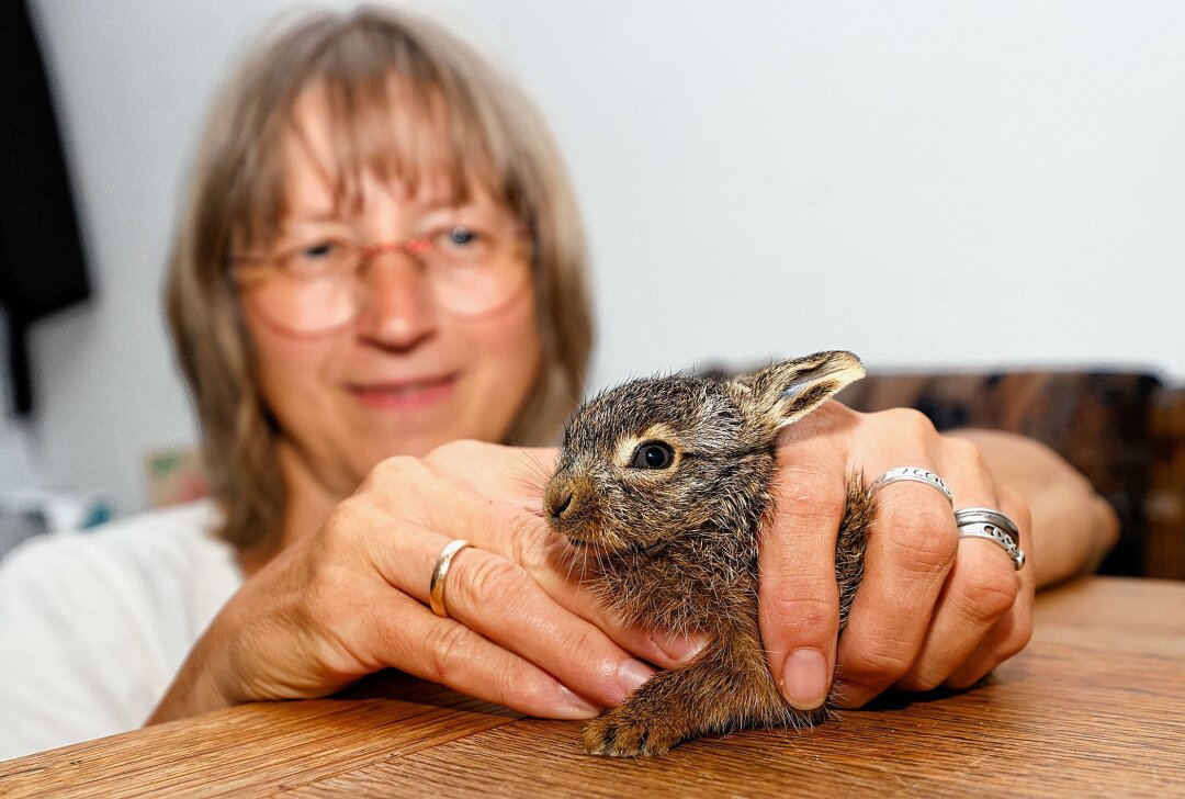 Findelkind wider Willen: Minihase aus Rödlitz hat es derzeit sehr schwer - Petra Rietzsch mit einem jungen Feldhasen, dessen Aufzucht schwierig ist. Foto: Markus Pfeifer