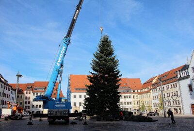 Freiberger Christmarkt 2024: Weihnachten im Erzgebirge mit bergmännischer Tradition erleben - Der Weihnachtsbaum wird aufgestellt. Foto: Renate Fischer