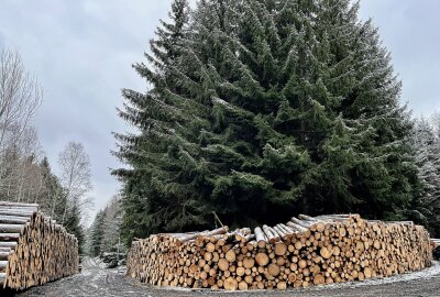 Frisches Brennholz: Waldpflege beginnt im September - Zu Abholung im Winter bereit: Fichtenholzpolter, meistens aus Borkenkaeferholz. Foto: Josephine Pohl / Stadt Chemnitz