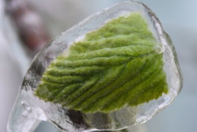 Frost im Frühjahr führte auch in Wäldern zu massiven Schäden - Nachtfröste im April haben auch in sächsischen Wäldern zu massiven Schäden geführt (Symbolbild).