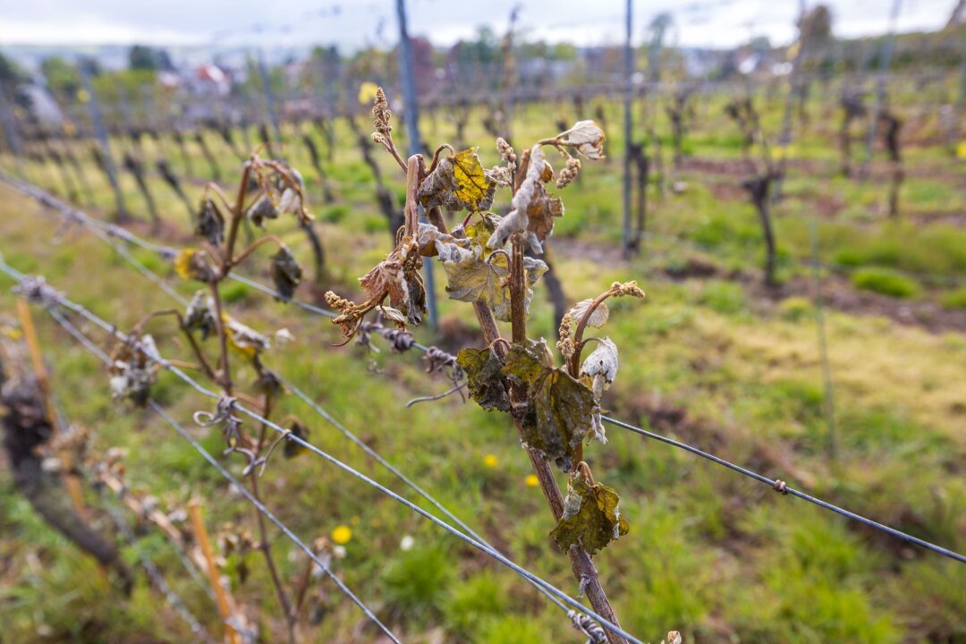 Frostschäden - EU-Krisenhilfe Obst- und Weinbau startet - Im April hatte Frost schwere Schäden an Weinreben und Obstbäumen angerichtet (Archivbild).