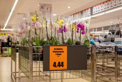 Frühlingsfest bei Norma: Discounter lockt Kunden mit Angeboten für Haus, Hof und Garten - Im Rahmen des Frühlingsfestes bietet Norma in Rossau in dieser Woche auch Orchideen zu reduzierten Preisen an. Das Angebot ist vor allem für den bevorstehenden Muttertag von Interesse. Foto: Ralf Jerke