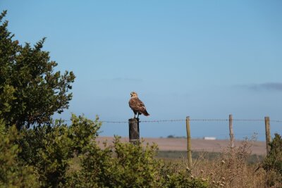 Garden Route für Frühaufsteher: Südafrika als Vogelparadies - Sommergast aus Europa - ein Mäusebussard auf einem Zaun bei Mosselbay.