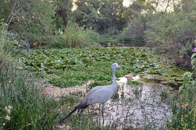 Garden Route für Frühaufsteher: Südafrika als Vogelparadies - Der Paradieskranich ist der Nationalvogel Südafrikas. Auch er kann an der Garden Route mit etwas Glück gespottet werden.