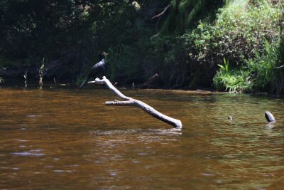 Garden Route für Frühaufsteher: Südafrika als Vogelparadies - Ein Vogel namens Riedscharbe: Hier sitzt ein Exemplar auf einem Ast im Garden-Route-Nationalpark.