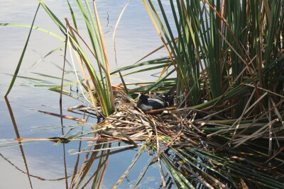 Garden Route für Frühaufsteher: Südafrika als Vogelparadies - Nah am Wasser gebaut: ein Kammblässhuhn bei Plettenberg Bay.