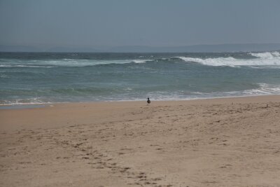 Garden Route für Frühaufsteher: Südafrika als Vogelparadies - Beachlife auf Vogelfüßen: Klippen-Austernfischer am Strand von Nature's Valley.