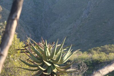 Garden Route für Frühaufsteher: Südafrika als Vogelparadies - In den Blütenständen einer Agave bei Vanwyksdorp im Distrikt Garden Route entdeckt: ein Weißrücken-Mausvögel.